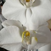 コチョウラン,白い花,リビング・ダイニングの画像