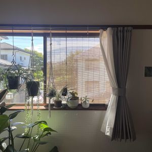 チランジア,グリーンネックレス,ベゴニア,モンステラ,ネペンテスの画像