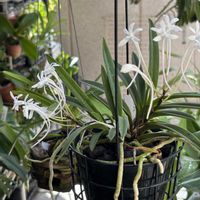 フウラン,バンダ ルースネアリー,V.Lou Sneary,Vanda falcata  ‘Tokunoshima’,徳之島風蘭の画像