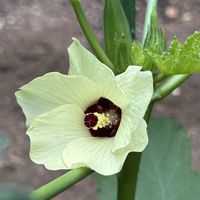 オクラ,ニガウリの画像