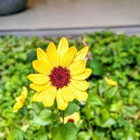 ミニひまわりの画像