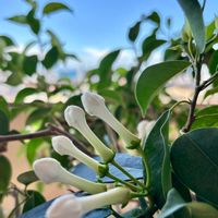 ベランダガーデニング,iPhone撮影,お花のある暮らし,おうち園芸,ベランダの画像