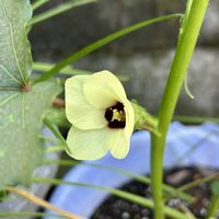 オクラ,バケツで菜園,ご近所,花のある暮らし,今日のお花の画像
