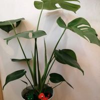 モンステラ,祈る震災復興,観葉植物,癒し,嬉しいの画像