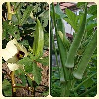 オクラ,お出かけ先にて,今日のお花,金曜日の蕾たち,明日はきっと良い日になるの画像