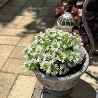 サンクエール,サンクエール・ホワイト,サンクエール・ホワイト,鉢植え,サントリー フラワーズの画像