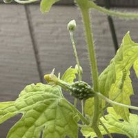 ゴーヤの画像