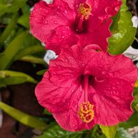 鉢植え,大好きな花,花のある生活,自宅の花,可愛い花の画像