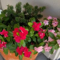 ニチニチソウ,花のある暮らし,植物大好き,人に優しく,お出かけ先の画像