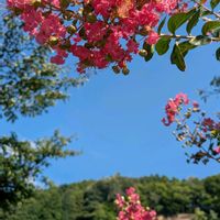 サルスベリ,百日紅（サルスベリ),暑い！,とにかくGS 楽しもう！の画像