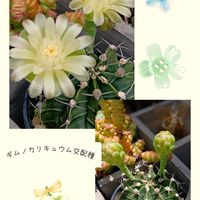 サボテン,ギムノカリキュウム 交配種,マイガーデン,GSのみなさんに感謝♡,ギムノカリキュウム属の画像