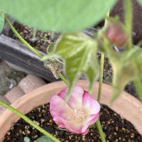 ワタ,綿の花,植中毒,植物は癒し,庭の画像