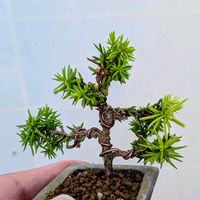 天山杉,盆栽,ミニ盆栽,盆栽苗木,まめ盆栽の画像