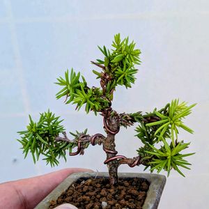 天山杉,盆栽,ミニ盆栽,盆栽苗木,まめ盆栽の画像