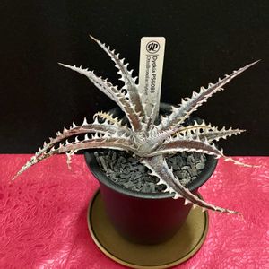亜阿相界,ディッキアHyb,多肉植物,観葉植物,鉢植えの画像