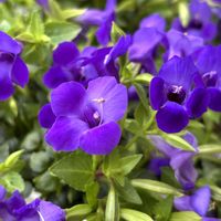 スーパートレニア カタリーナ,鉢植え,花壇,ガーデニング,マイガーデンの画像
