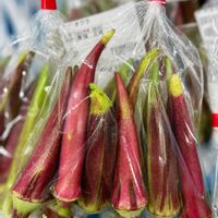 オクラ,オクラ,パイナップルリリー,パイナップルリリー,フウセンカズラの画像