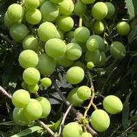 ブドウ,ブドウ,花壇,果物,ガーデニングの画像