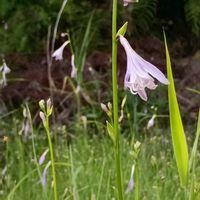 ノリウツギ,ミズギボウシ,ミズギボウシ,水擬宝珠。,多年草の画像