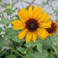 ヒマワリ,公園散歩,今日のお散歩,歩くの大好き♡の画像