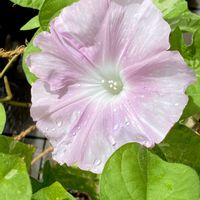 アサガオ,日本朝顔,日本朝顔　紅,日本朝顔　輝,GSに感謝。の画像