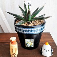 アガベ・ニッケルシー,アガベ ニッケルシー(笹吹雪),多肉植物,リメ鉢,アガベ属の画像