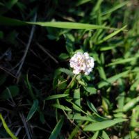 ヒメイワダレソウの画像