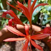 オオキツネノカミソリ,オオキツネノカミソリ,鉢植え,球根植物,マイガーデンの画像