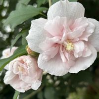 ムクゲ,ムクゲ,八重咲きムクゲ,アオイ科,散歩道の花の画像
