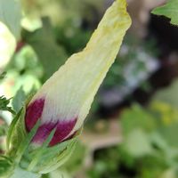 オクラ,オクラの花,バラ咲きジャスミン マツリカ,花のある暮らし,私の癒しの画像