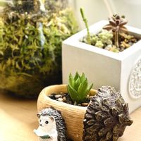 ハオルチア,多肉植物,小さな命,2026 立秋の画像