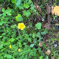 カタバミの画像