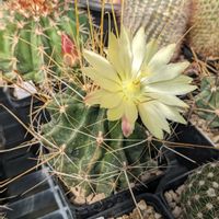 サボテン,サボテンの花,フェロカクタス属の画像