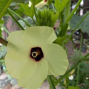 夏野菜,プランター菜園,今日のお花,富山支部,家庭菜園の画像