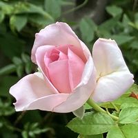 ガウラ,ニチニチソウ,アベリア,チャイニーズハット,オニタビラコの画像