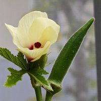 オクラ,我が家の庭,今日のお花の画像