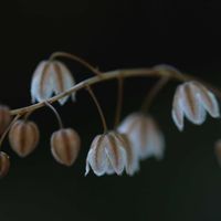 冬型ケープバルブ,ドリミア コンヴァラリオイデス,Drimia convallarioides,観葉植物,球根植物の画像