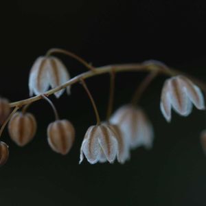 冬型ケープバルブ,ドリミア コンヴァラリオイデス,Drimia convallarioides,観葉植物,球根植物の画像