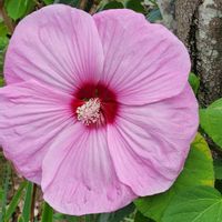 道路脇,道路沿い,花壇・植え込み,道路脇の植え込み,お出かけ先の画像