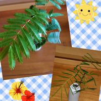 リトルミッシー,エバーフレッシュ,エバーフレッシュ,トラディスカンティア,観葉植物の画像