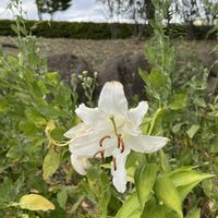 カサブランカ,ユリの画像