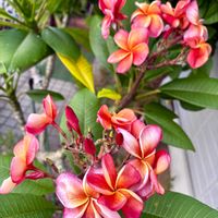 サルスベリ,プルメリア,ルリマツリ,咲いてくれてありがとう❤,ばら バラ 薔薇の画像