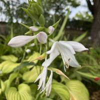 ギボウシの画像