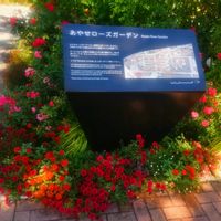 つるバラ,宿根・多年草,綾瀬市光陵公園,あやせローズガーデンの画像