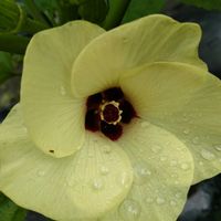 オクラ,オクラ,野菜畑,夏野菜の画像