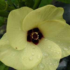 オクラ,オクラ,野菜畑,夏野菜の画像