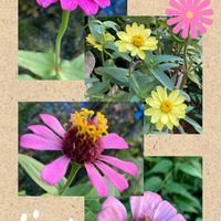 ジニア（百日草）,昨年の種より,裏庭に咲く花,我が家の小さな庭♡,コラージュ仲間達の画像