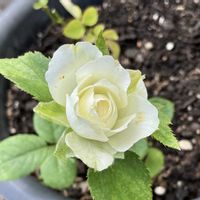 ミニバラ,ミニバラ,ミニバラ・グリーンアイス,鉢植え,可愛い〜♡の画像