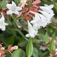 アベリア,ハナツクバネウツギ（花衝羽根空木）の画像