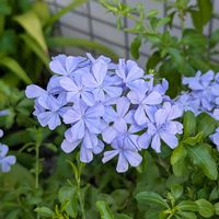ルリマツリ,ご近所散歩,今日のお散歩,歩くの大好き♡の画像